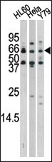 Rabbit Polyclonal Antibody to Phospho-RAD9(S272)