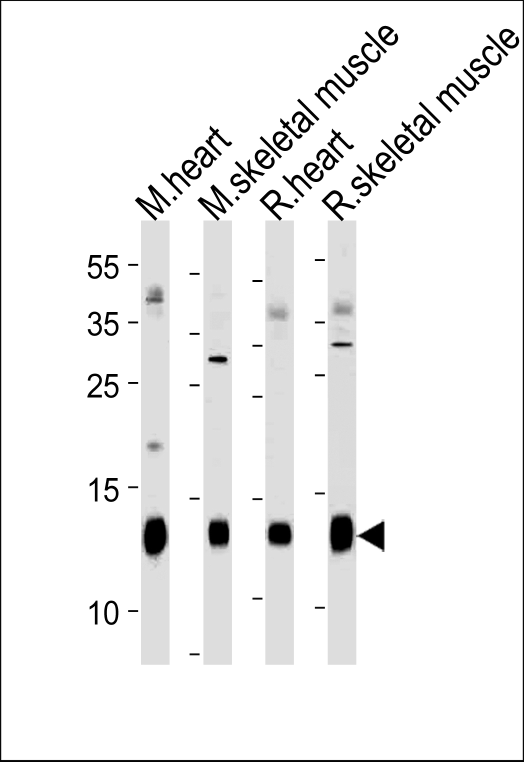 Rabbit Polyclonal Antibody to Mouse PLM (N-term)