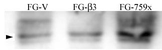 Rabbit Polyclonal Antibody to Phospho-SRC(Y215)