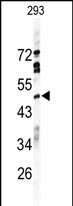 Rabbit Polyclonal Antibody to HRH4