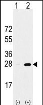 Rabbit Polyclonal Antibody to PSMA5