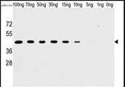 Mouse Monoclonal Antibody to H1L
