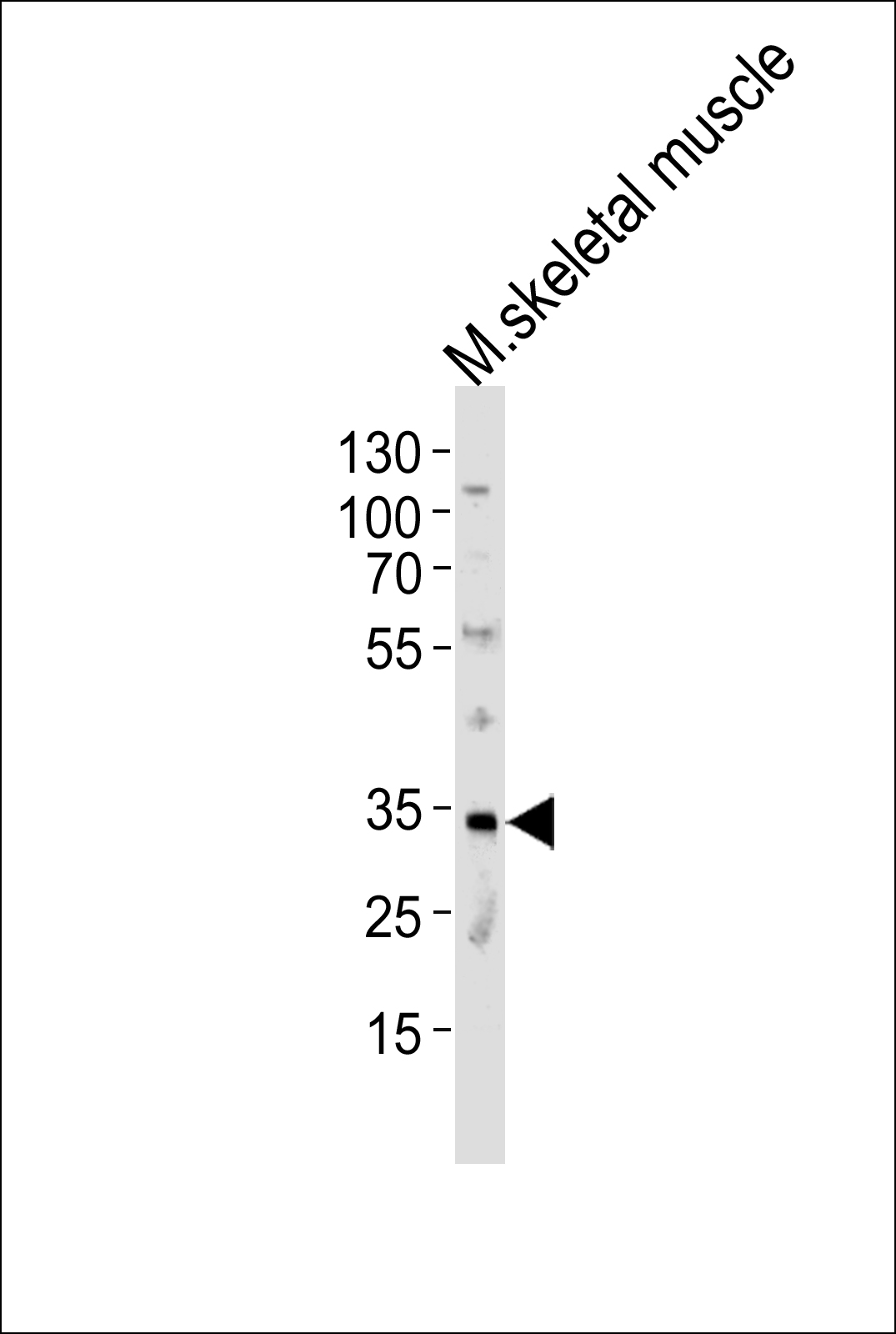 Rabbit Polyclonal Antibody to Mouse MOGT2