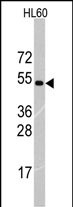 Rabbit Polyclonal Antibody to RNF36 (TRIM69) (Center K251)