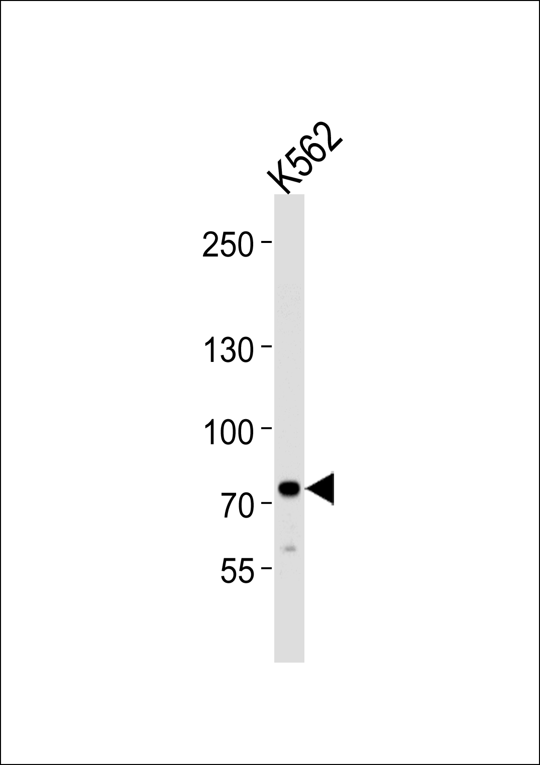 Rabbit Polyclonal Antibody to SOX30