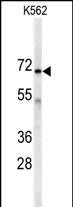 Rabbit Polyclonal Antibody to AK7