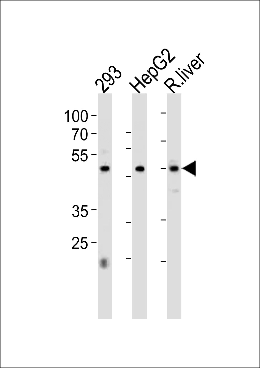 Rabbit Polyclonal Antibody to HNF4A