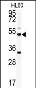 Rabbit Polyclonal Antibody to OMD
