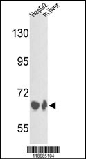 Rabbit Polyclonal Antibody to BF