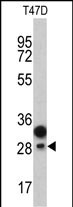 Rabbit Polyclonal Antibody to CD201