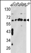 Rabbit Polyclonal Antibody to CCT3
