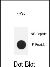 Rabbit Polyclonal Antibody to Phospho-Nanog(S71)