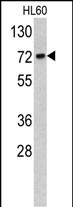 Rabbit Polyclonal Antibody to TOMM70A