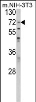Rabbit Polyclonal Antibody to PABPC1