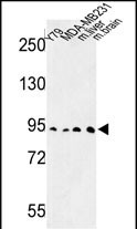Rabbit Polyclonal Antibody to DPP10