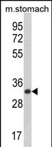 Rabbit Polyclonal Antibody to CDIPT