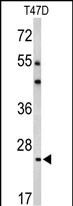 Rabbit Polyclonal Antibody to BCL2A1