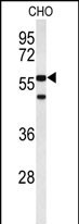Rabbit Polyclonal Antibody to ACTR5