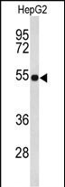 Rabbit Polyclonal Antibody to EFEMP2