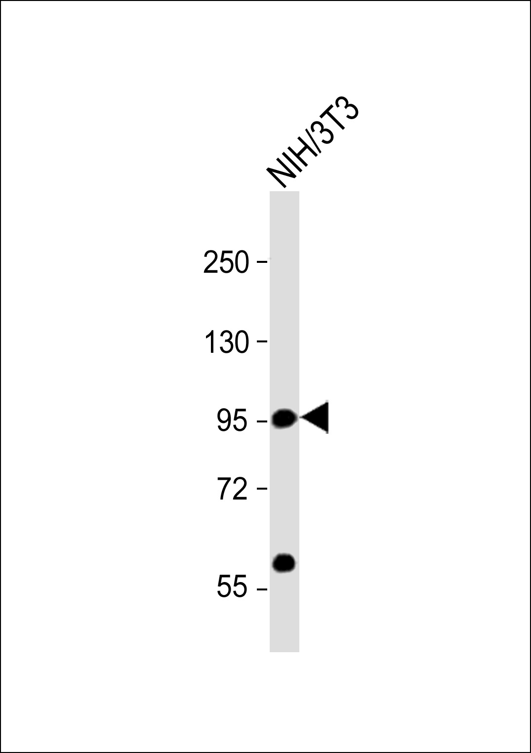 Mouse Monoclonal Antibody to CD34