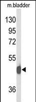 Rabbit Polyclonal Antibody to NPY2R (N-term)