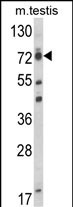 Rabbit Polyclonal Antibody to ELL