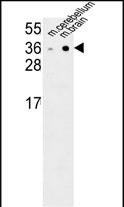 Rabbit Polyclonal Antibody to NXPH1 (N-term)