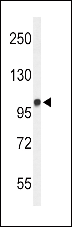 Rabbit Polyclonal Antibody to MICAL2 (N-term)
