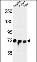 Rabbit Polyclonal Antibody to FAM40A