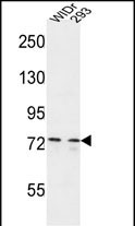 Rabbit Polyclonal Antibody to CEP63