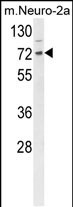 Rabbit Polyclonal Antibody to DNAJC2