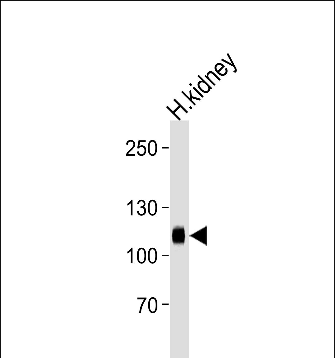 Rabbit Polyclonal Antibody to PHAR4