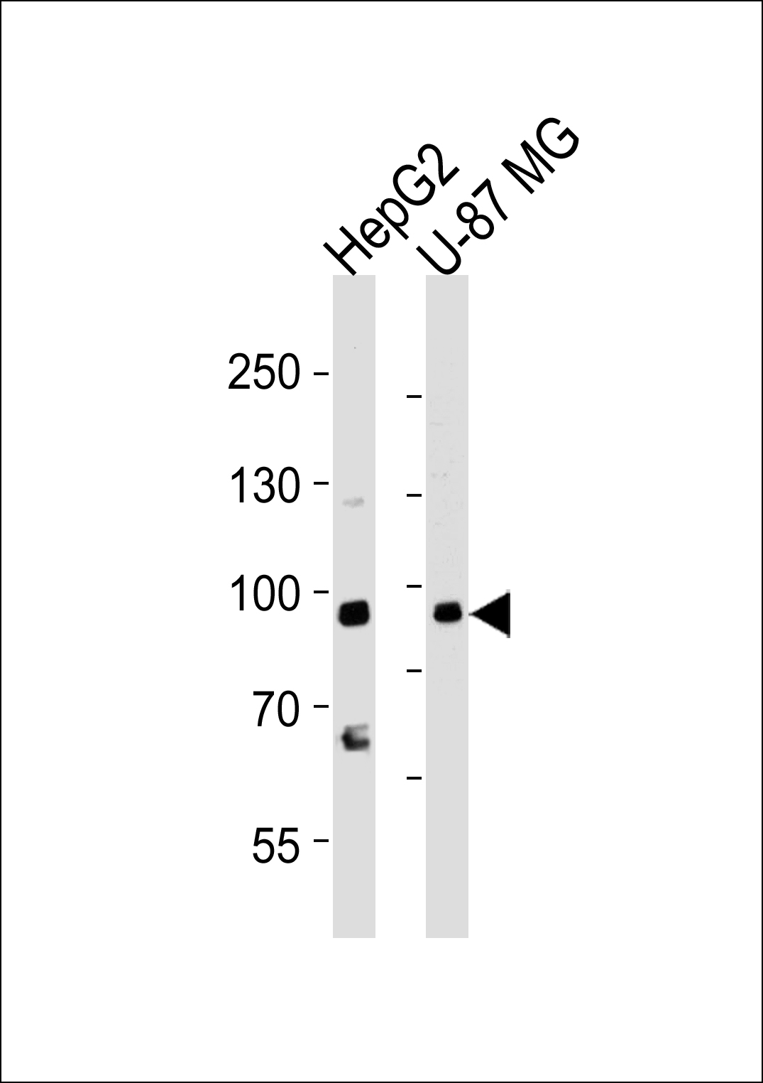 Rabbit Polyclonal Antibody to URG4