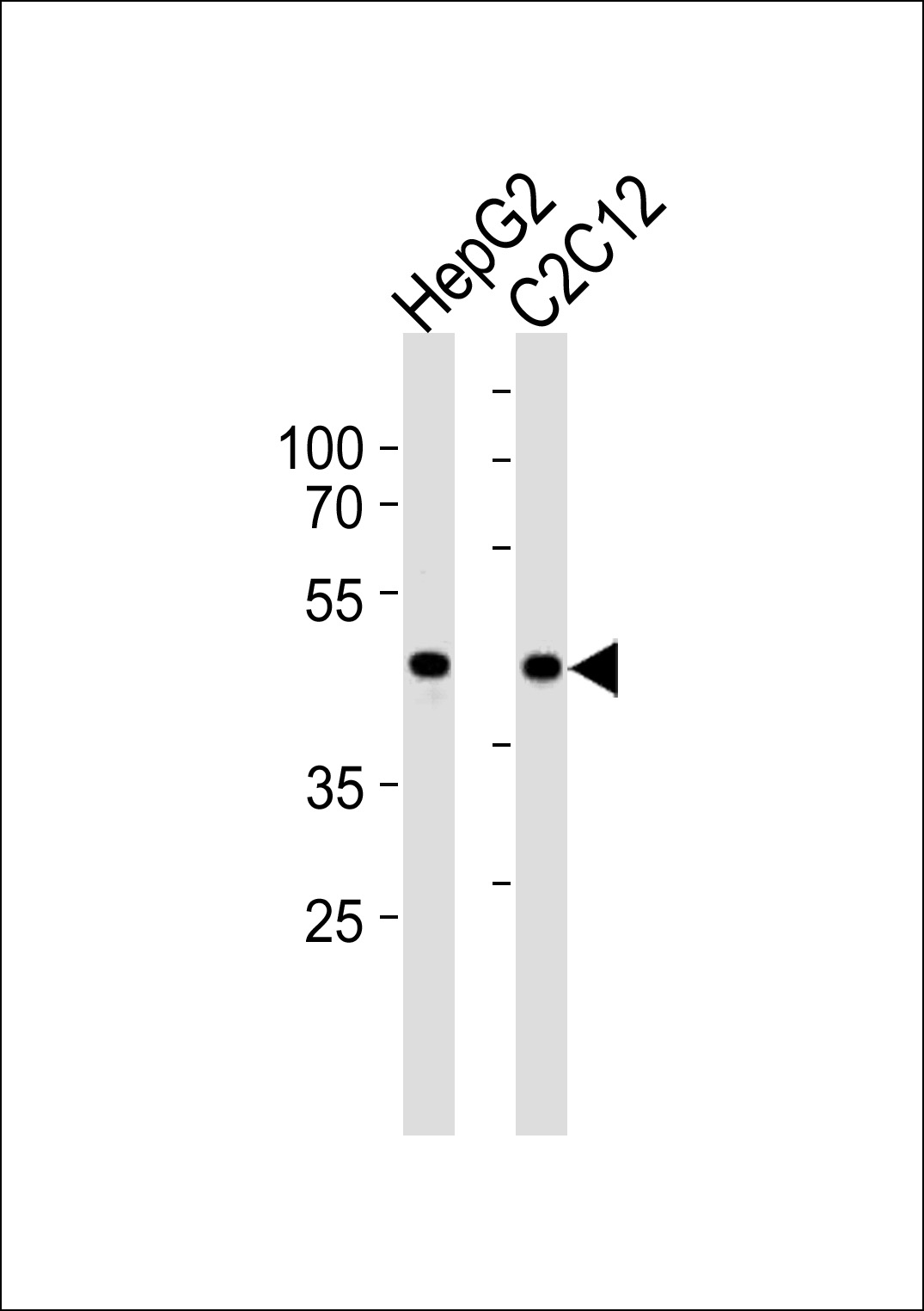 Rabbit Polyclonal Antibody to SMAD3-S208