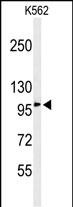 Rabbit Polyclonal Antibody to EFR3A