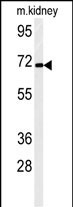 Rabbit Polyclonal Antibody to FA40B (N-term)
