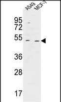 Rabbit Polyclonal Antibody to HAUS4