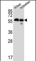 Rabbit Polyclonal Antibody to TMEM87B