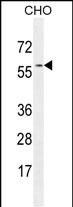 Rabbit Polyclonal Antibody to GTPBP2