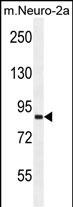 Rabbit Polyclonal Antibody to VWA3B