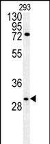 Rabbit Polyclonal Antibody to CLDN12 (N-term)