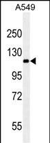 Mouse Monoclonal Antibody to RET