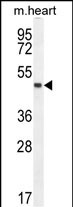 Rabbit Polyclonal Antibody to LRRC34
