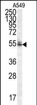 Rabbit Polyclonal Antibody to WDR32 (N-term)
