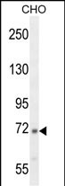 Rabbit Polyclonal Antibody to C2 (N-term)