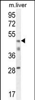 Rabbit Polyclonal Antibody to H2AFY2 (N-term)