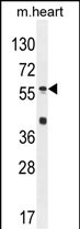 Rabbit Polyclonal Antibody to SP8  (C-term)