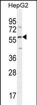 Rabbit Polyclonal Antibody to DMP4