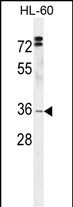 Rabbit Polyclonal Antibody to DC12  (C-term)