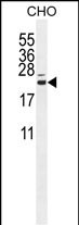 Rabbit Polyclonal Antibody to CP013  (N-term)